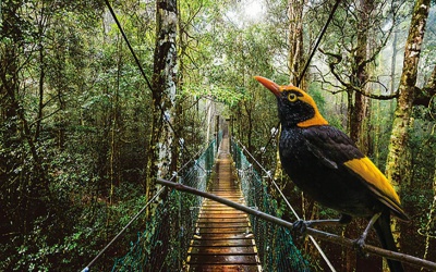 Lamington National Park and Mount Tamborin (Brisben, Australia)