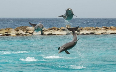 Curaçao Marine Aquarium