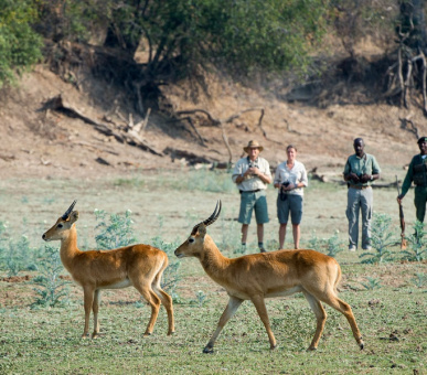 Фото Luangwa River Lodge (Замбия, Национальный парк Южная Луангва) 12