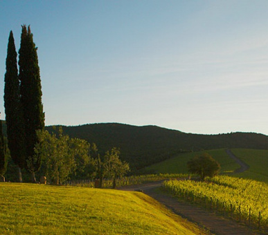 Photo Castiglion del Bosco  (Италия, Форте дей Марми) 21