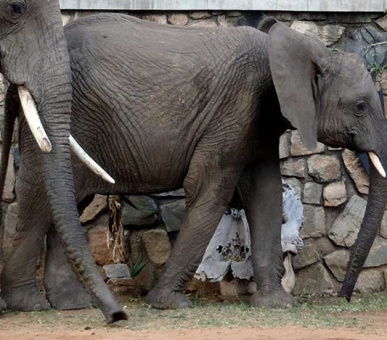 Photo Tarangire Safari Lodge 8