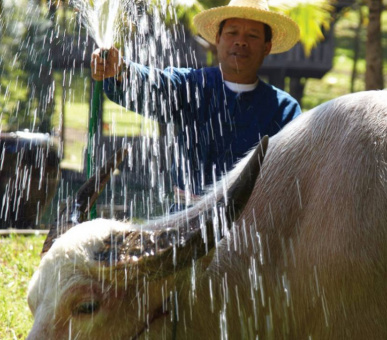 Photo Four Seasons Resort Chiang Mai (Таиланд, Чиангмай, Чианграй) 2