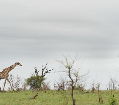 Photo Singita Boulders Lodge 17