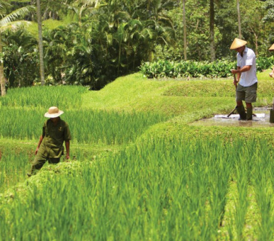 Фото Four Seasons Resort Bali at Sayan (Индонезия, Бали) 11