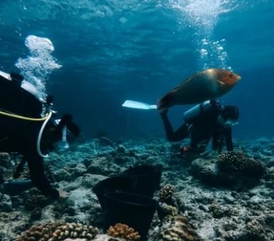 Photo Soneva Fushi (, Мальдивские острова) 16