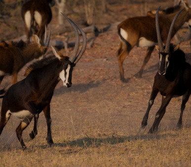 Фото Chobe Game Lodge 19