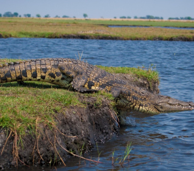 Photo Chobe Game Lodge 16