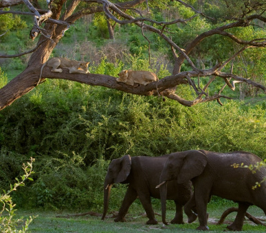 Фото Chobe Game Lodge 21