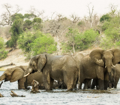 Фото Chobe Game Lodge 10