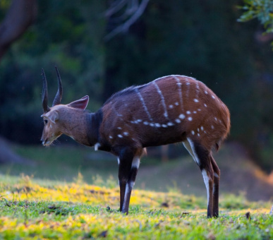 Photo Chobe Game Lodge 17