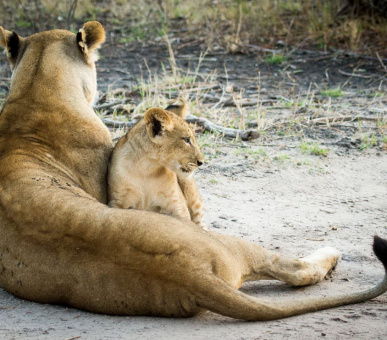 Фото Chobe Game Lodge 7