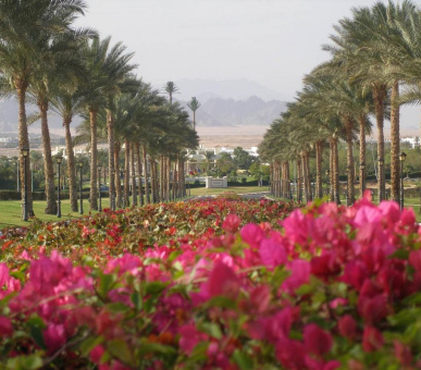 Фото Hyatt Regency Sharm El Sheikh Resort (Египет, Шарм эль Шейх) 13