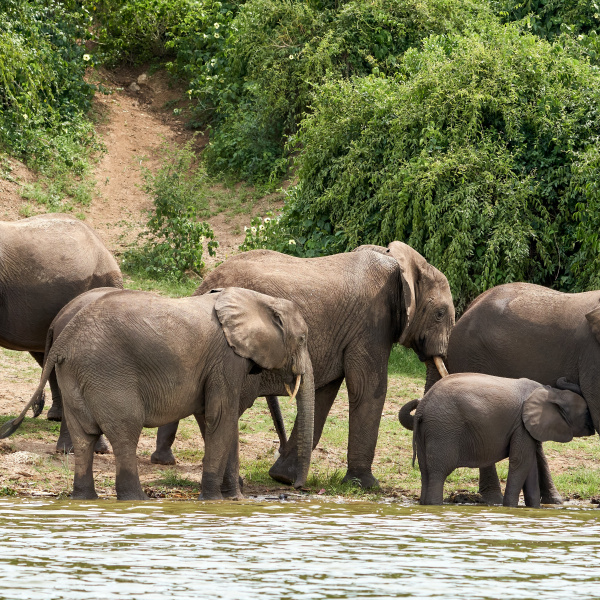 A Journey Through the Ugandan Jungle