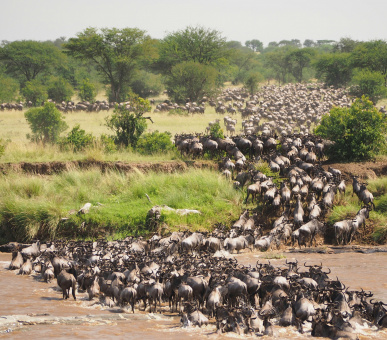 The Great Migration in Tanzania and Holidays in Zanziba