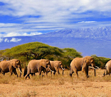 The great migration in Tanzania and recreation in Zanzibar