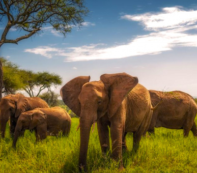 Animal migration in Tanzania and beach recreation in Zanzibar