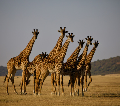 Kenya Classics