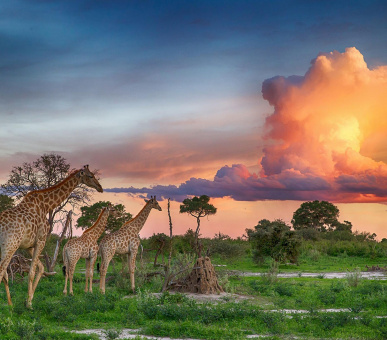 Botswana Adventures