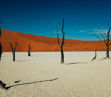 Magic trip with the best naturalist of Namibia