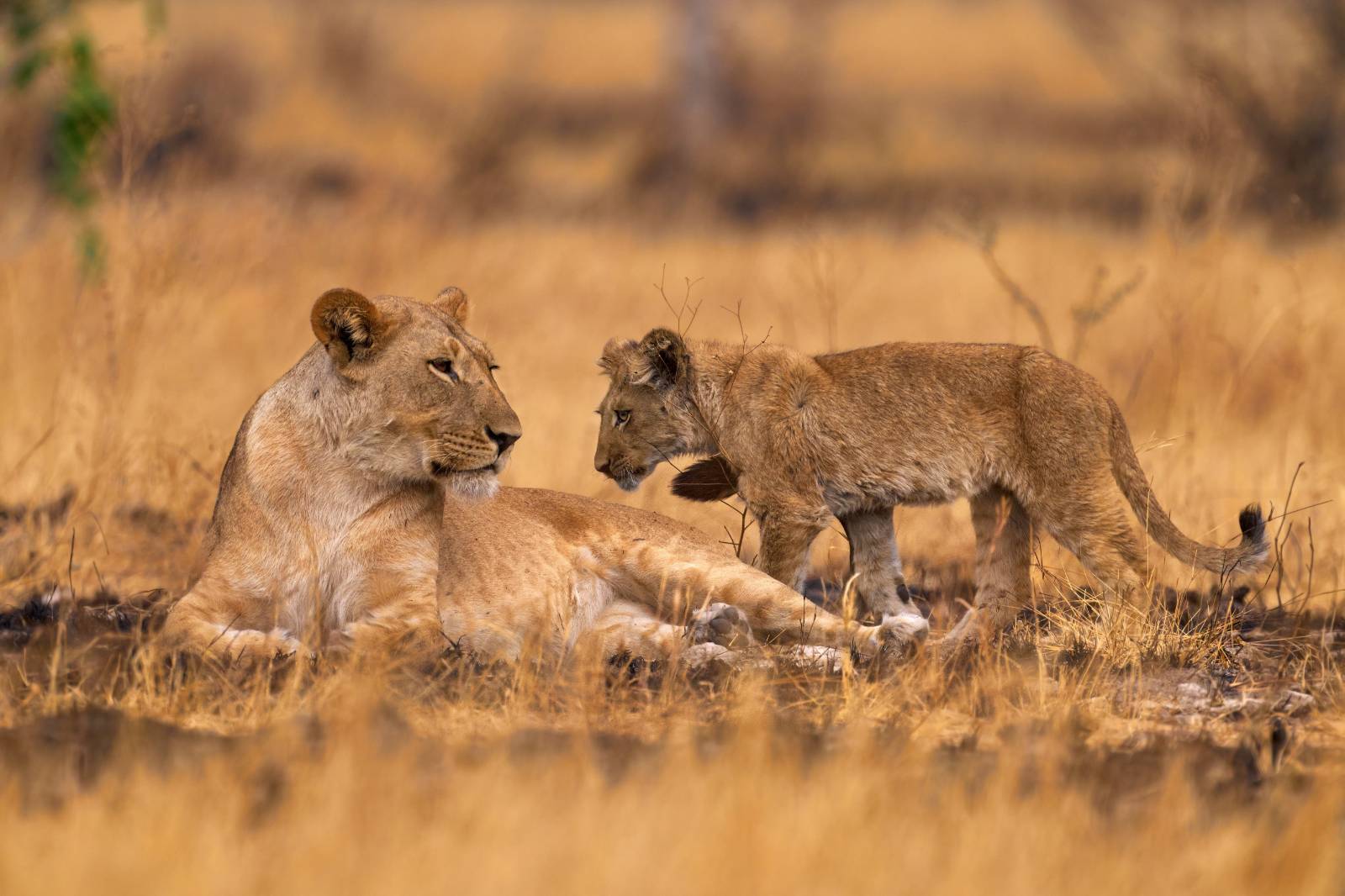 Africa: For Those Who Never Stop Discovering